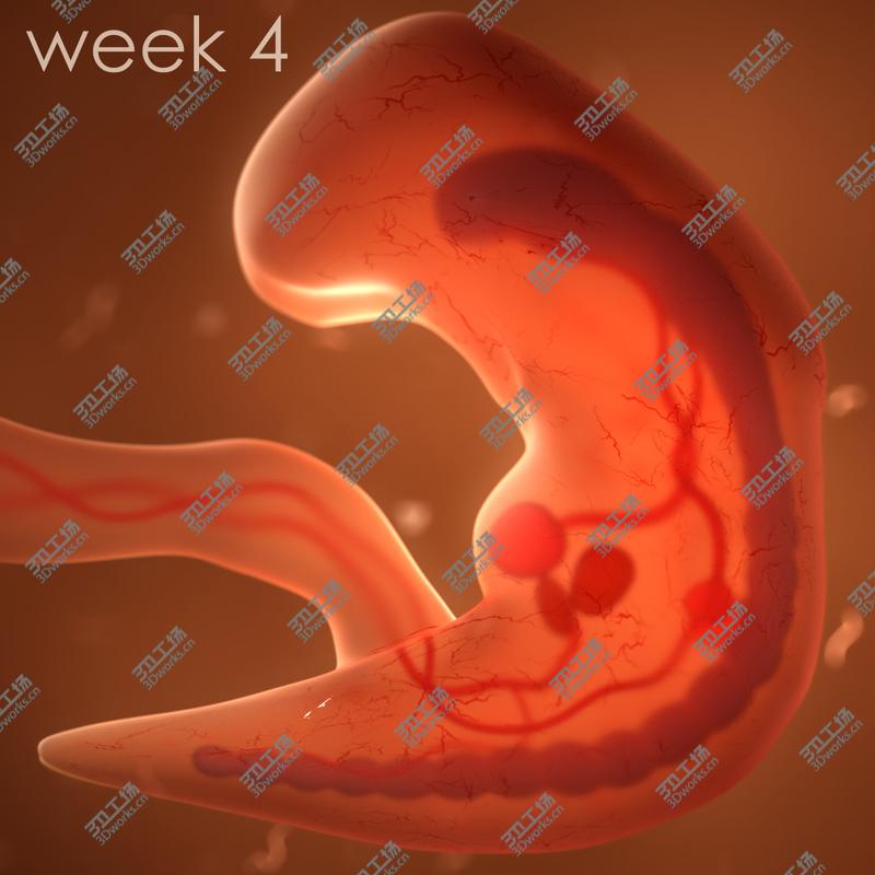 images/goods_img/20210113/Human embryo fetus with internal organs - Animation of development 3D model/3.jpg